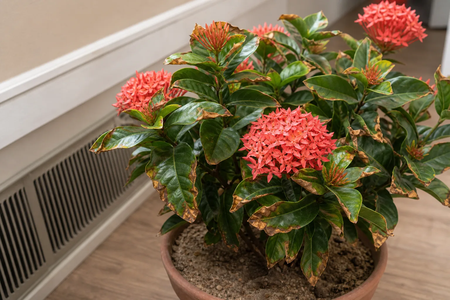 Low Humidity on Ixora - visible symptom on the plant