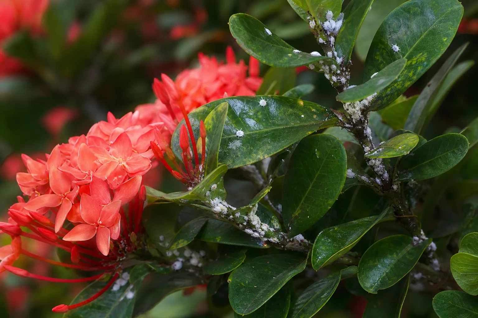 Mealybugs on Ixora - visible symptom on the plant