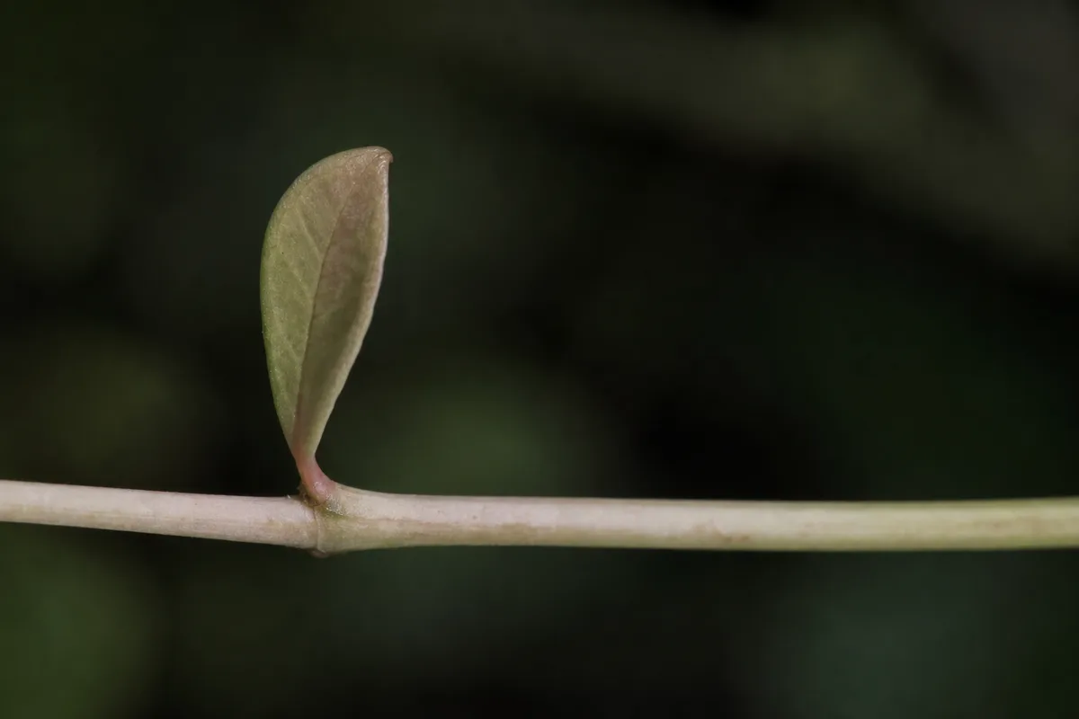 Close-up of Not Enough Light on Ixora - diagnostic detail
