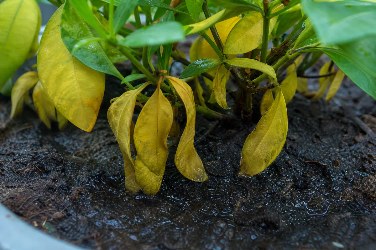 Close-up of Overwatering on Ixora - diagnostic detail