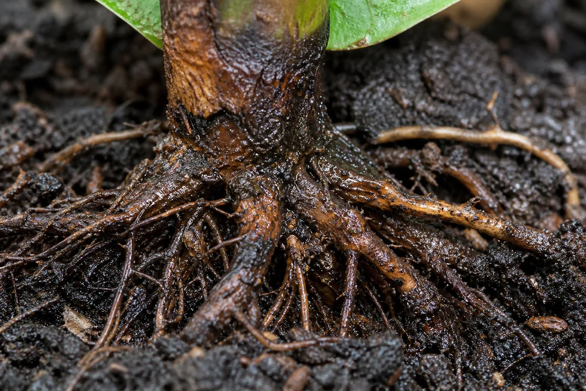 Close-up of Root Rot on Ixora - diagnostic detail