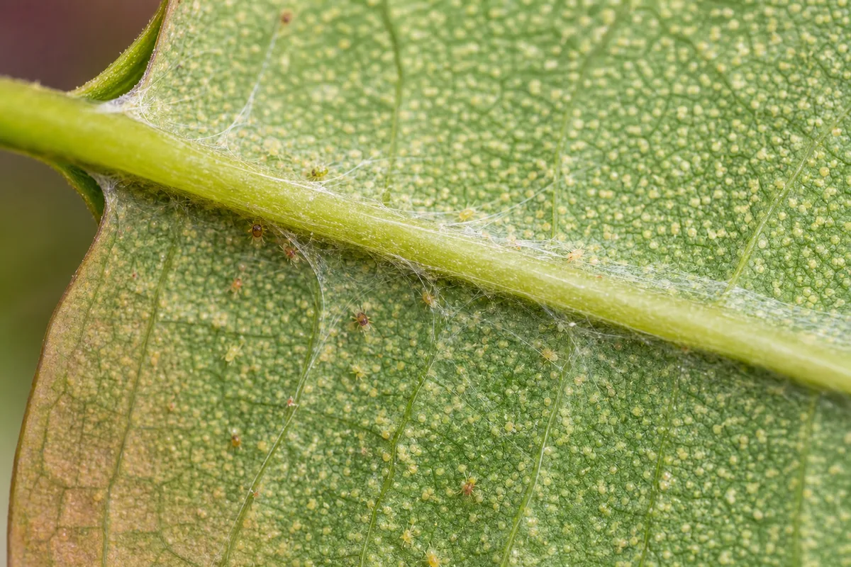 Close-up of Spider Mites on Ixora - diagnostic detail