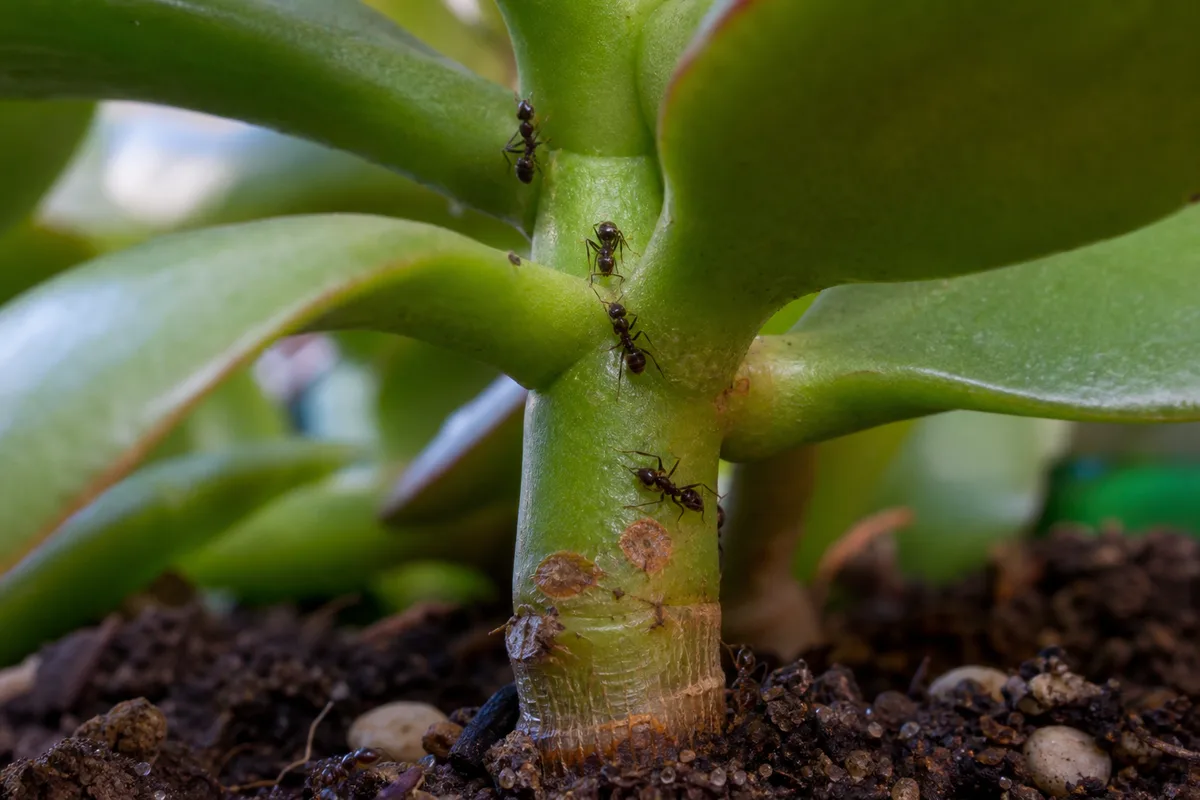 Close-up of Ants on Plant on Jade Plant - diagnostic detail