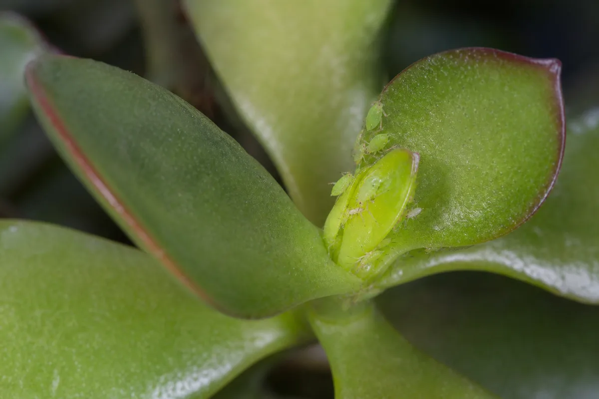 Close-up of Aphids on Jade Plant - diagnostic detail