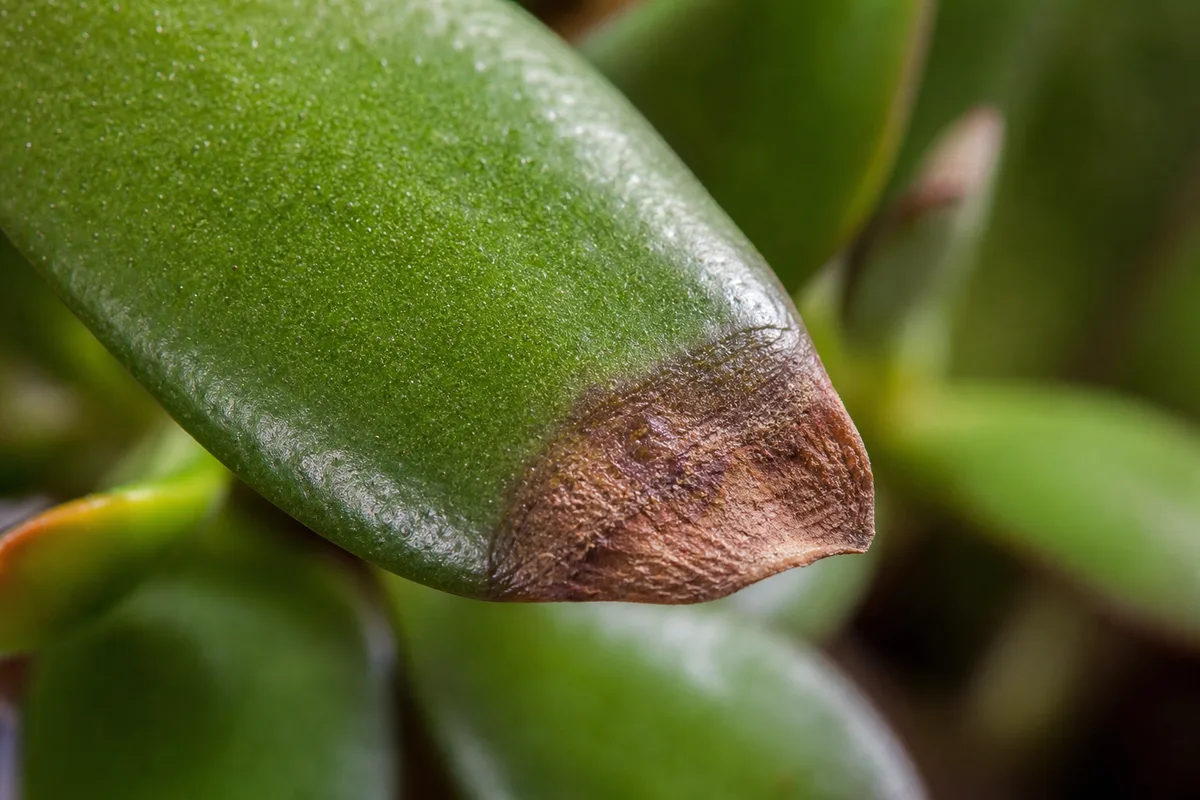 Close-up of Brown Tips on Jade Plant - diagnostic detail