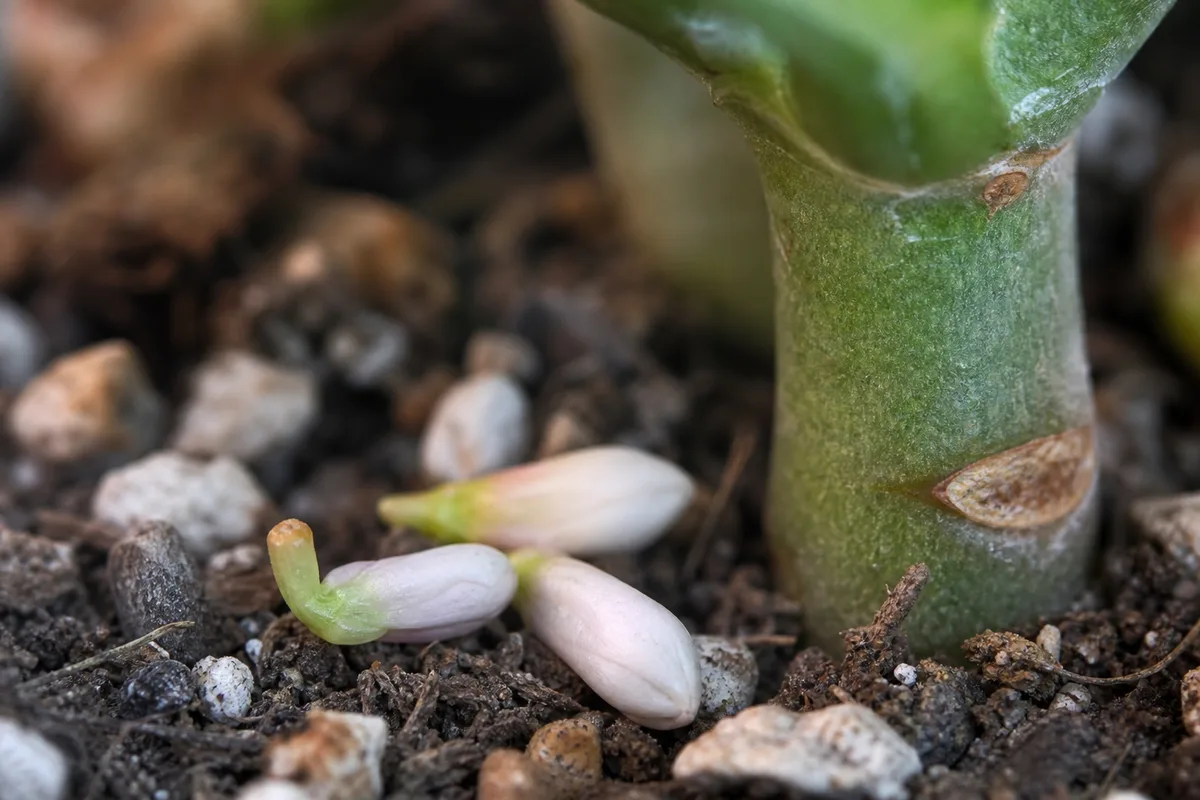 Close-up of Bud Drop on Jade Plant - diagnostic detail