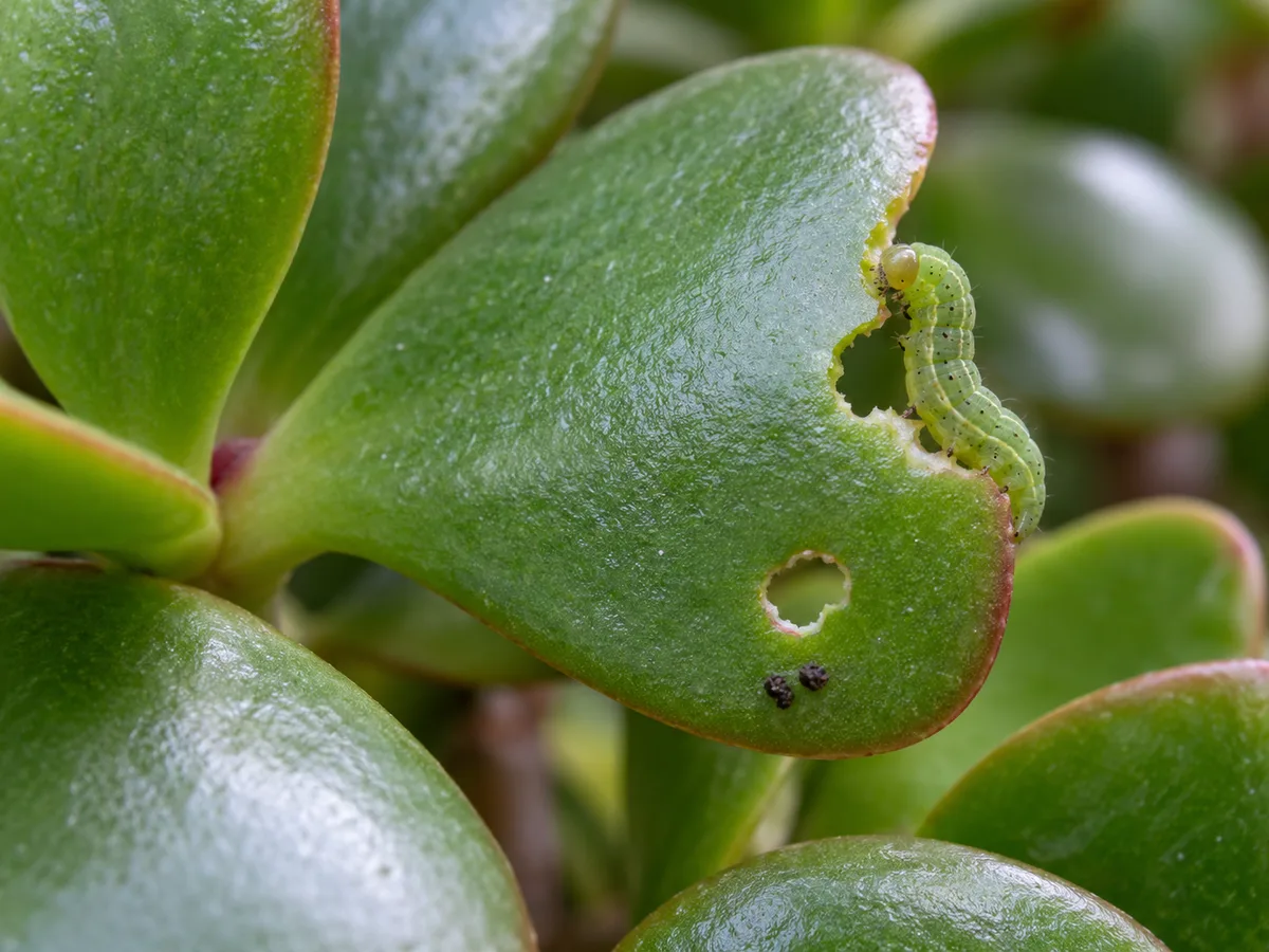 Close-up of a Jade Plant leaf with a small irregular bite and a caterpillar near the leaf edge