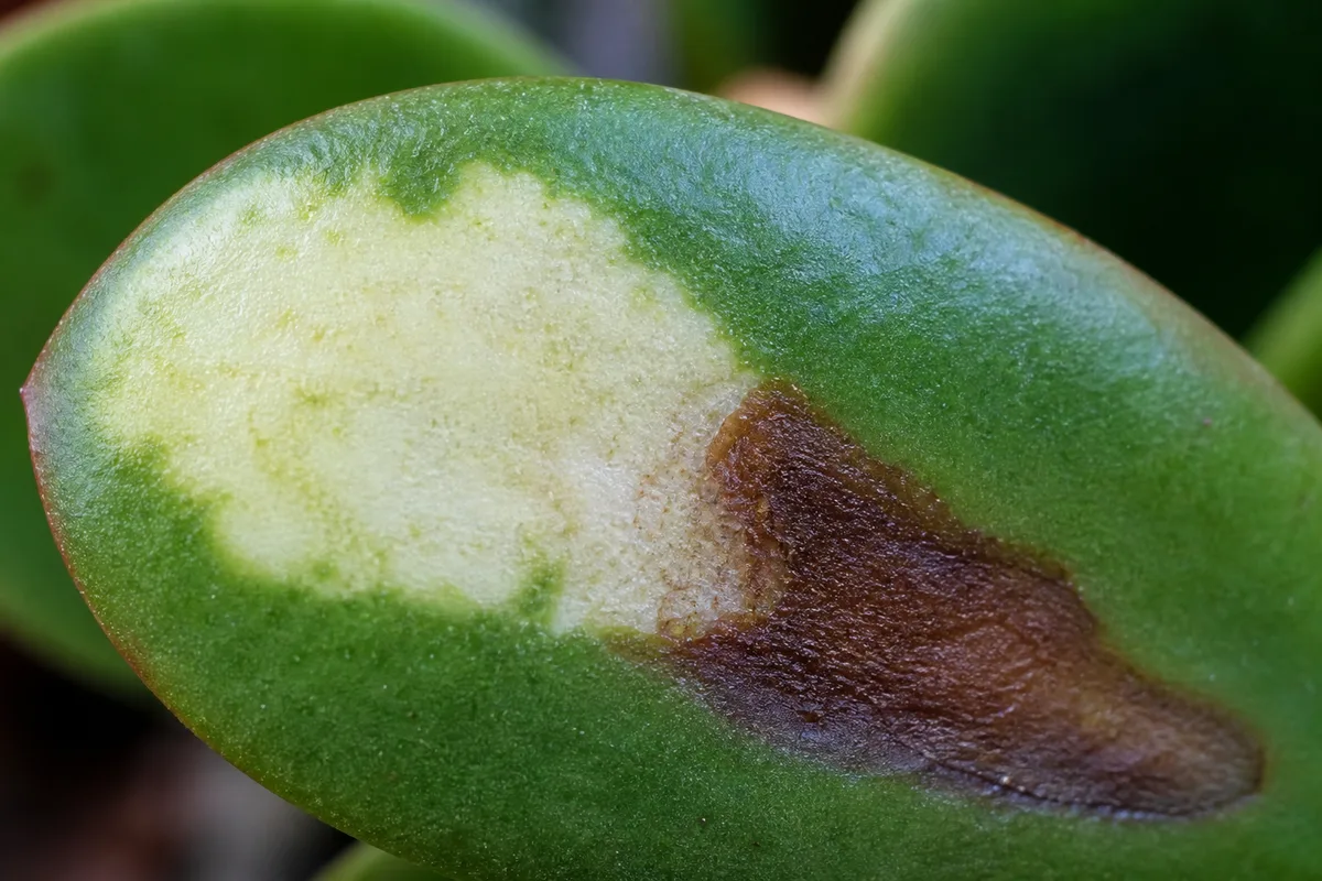 Close-up of Chemical Damage on Jade Plant - diagnostic detail