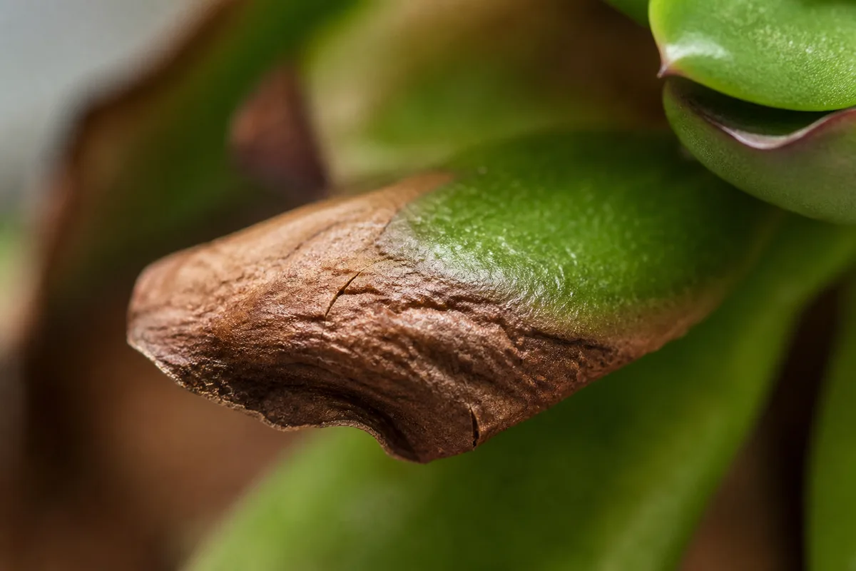 Close-up of Crispy Leaves on Jade Plant - diagnostic detail