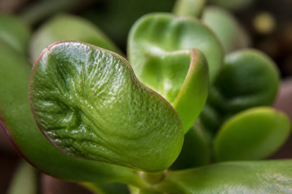 Close-up of Distorted Leaves on Jade Plant - diagnostic detail