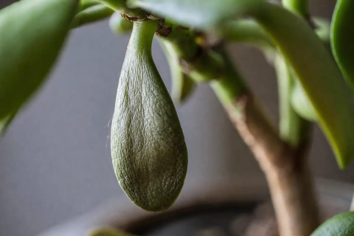 Close-up of Drooping Leaves on Jade Plant - diagnostic detail