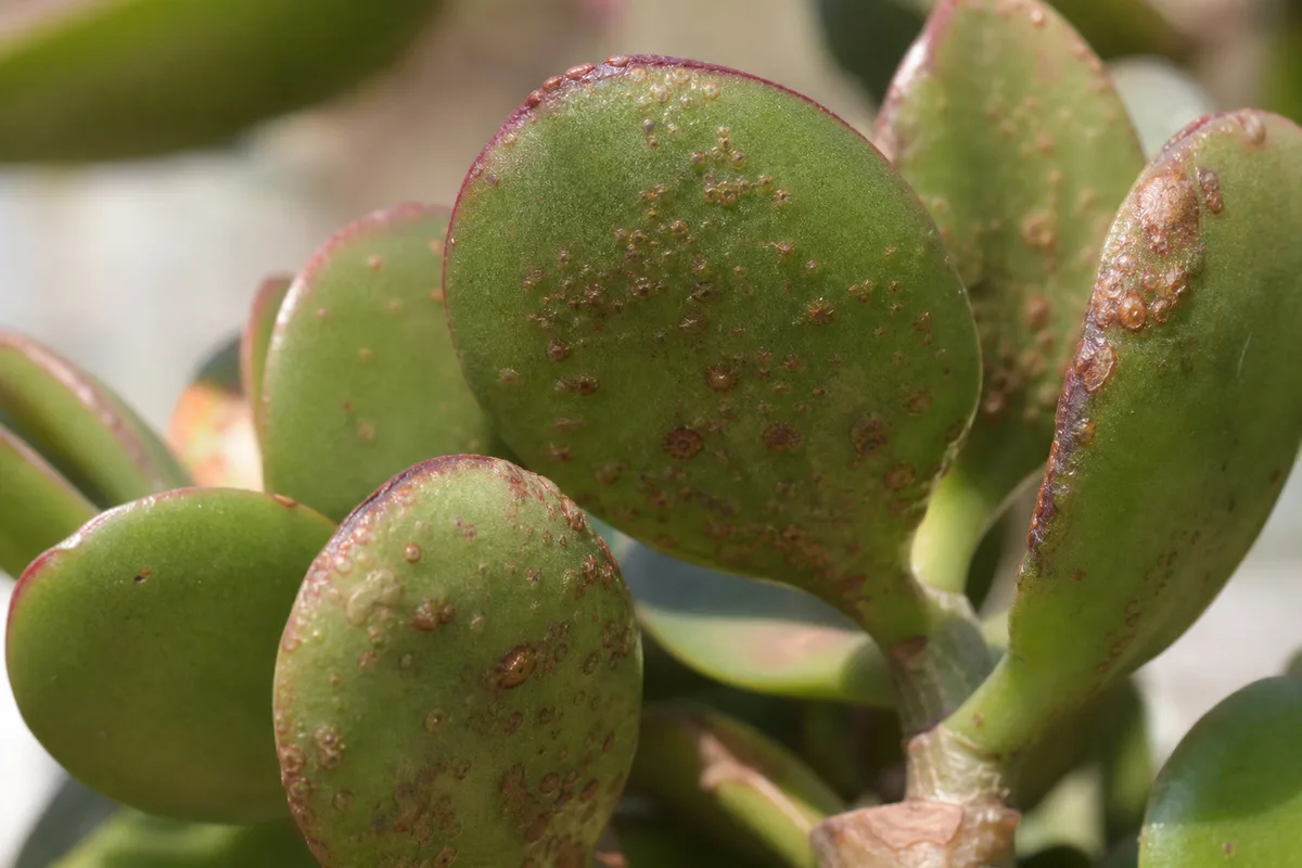 Watering Soak And Dry Leaf Texture Winter Rest And Edema for watering: soak-and-dry, leaf texture, winter rest, and edema