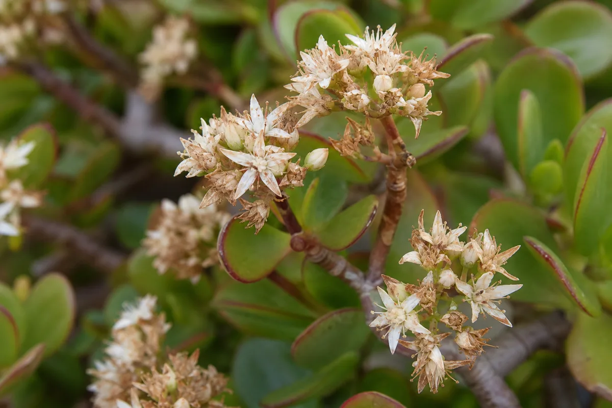 Close-up of Faded Flowers on Jade Plant - diagnostic detail
