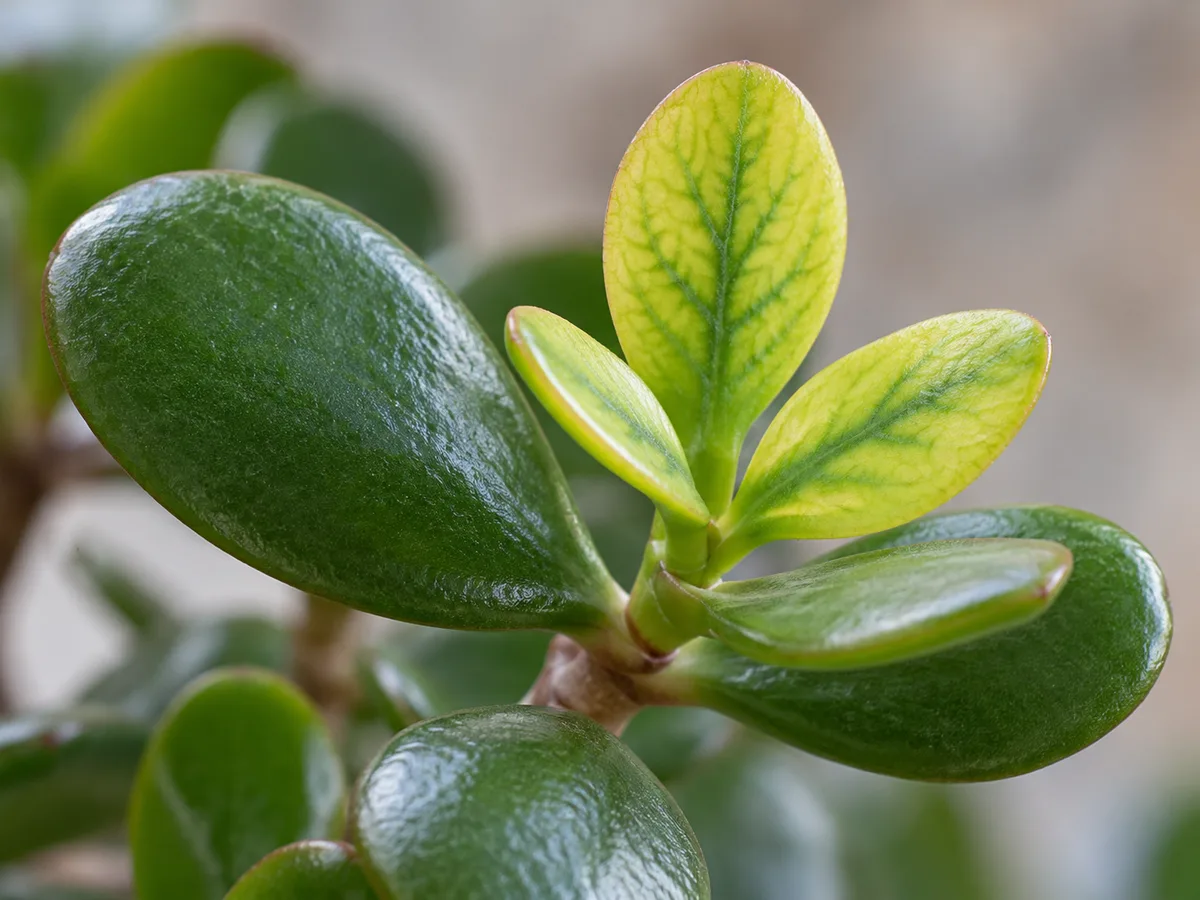 Close-up of interveinal chlorosis on a new jade leaf at a branch tip
