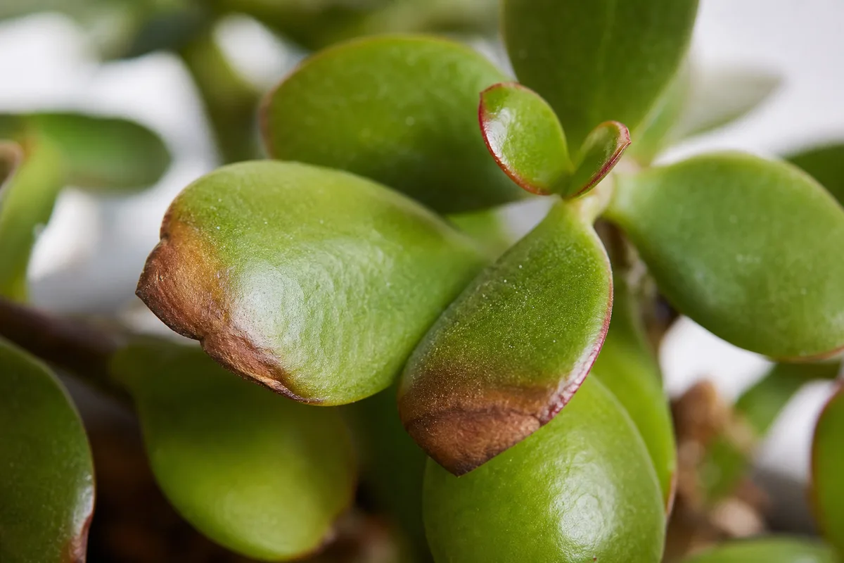 Close-up of Low Humidity on Jade Plant - diagnostic detail