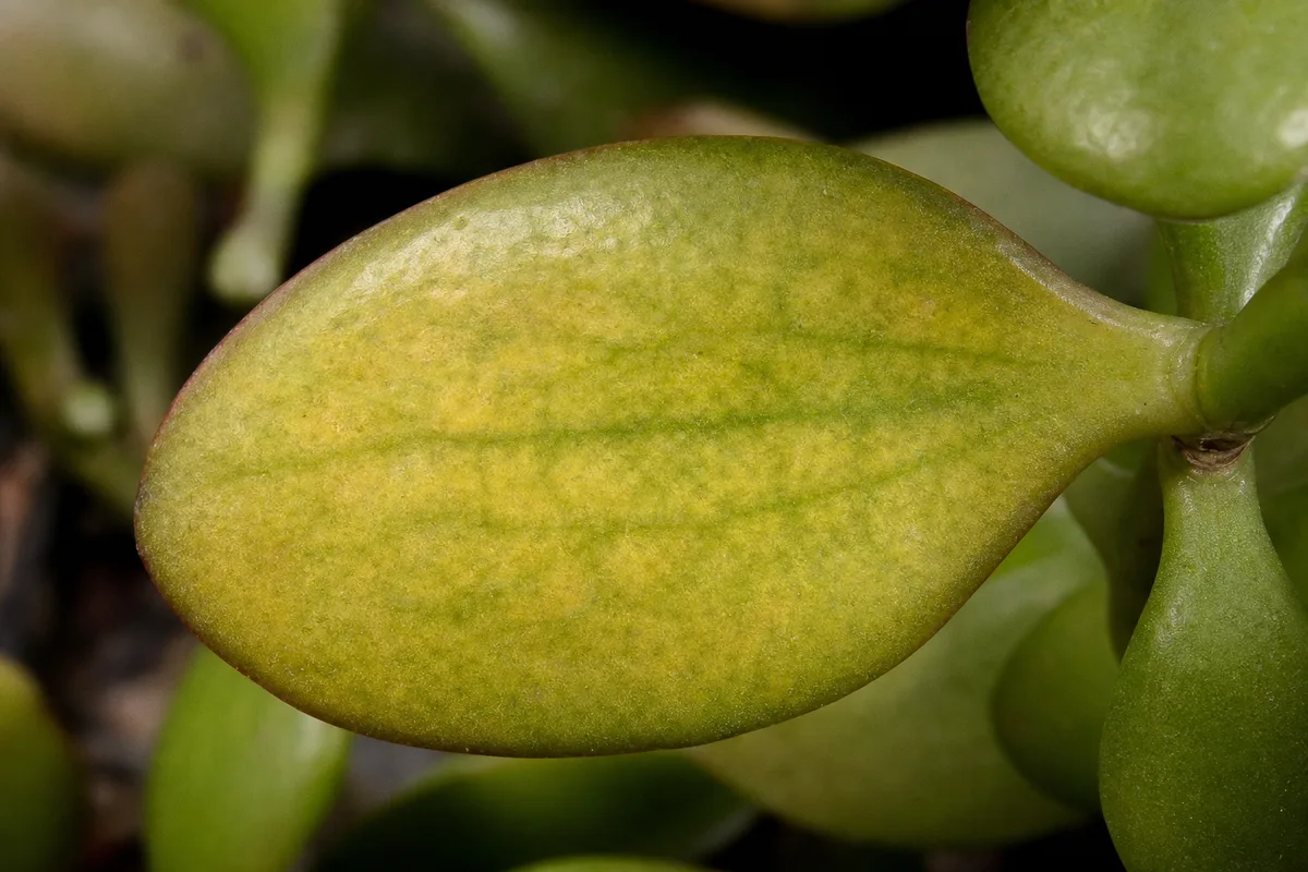 Close-up of Magnesium Deficiency on Jade Plant - diagnostic detail