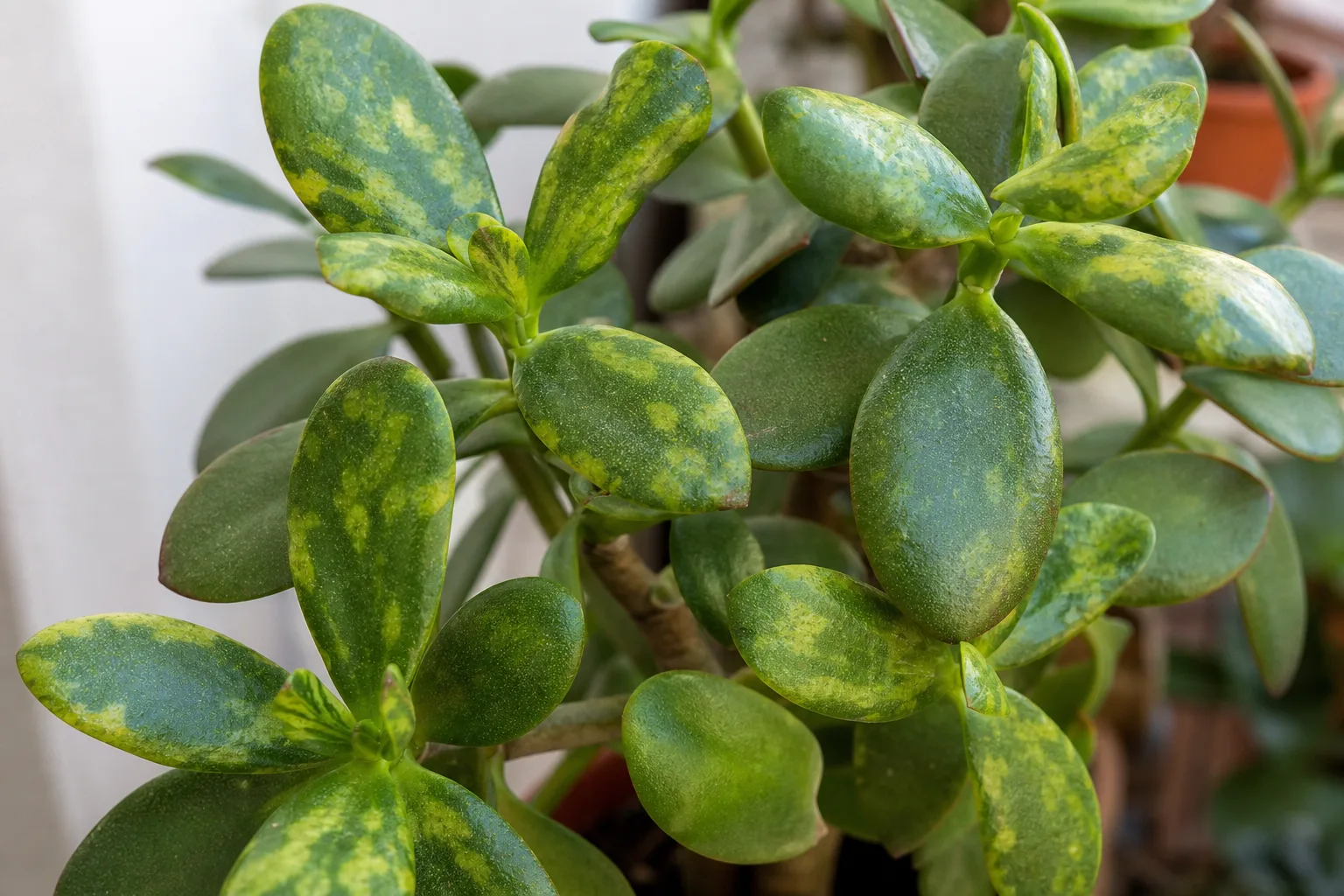 Mosaic Virus on Jade Plant - visible symptom on the plant