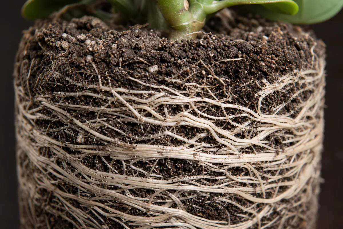 Close-up of Root Bound on Jade Plant - diagnostic detail