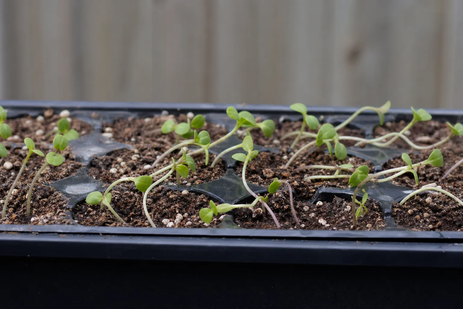 Seedlings Falling Over on Jade Plant - visible symptom on the plant