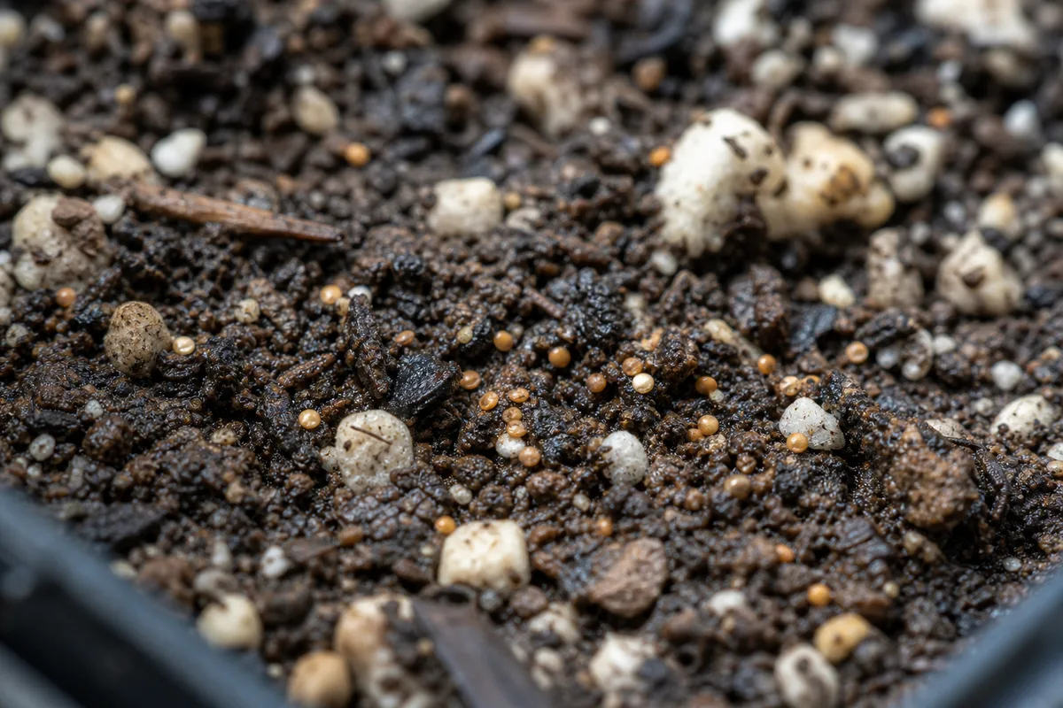 Close-up of Seeds Not Germinating on Jade Plant - diagnostic detail