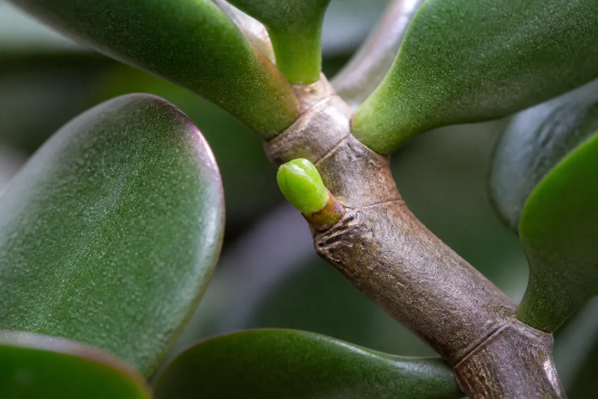 Close-up of Slow Growth on Jade Plant - diagnostic detail