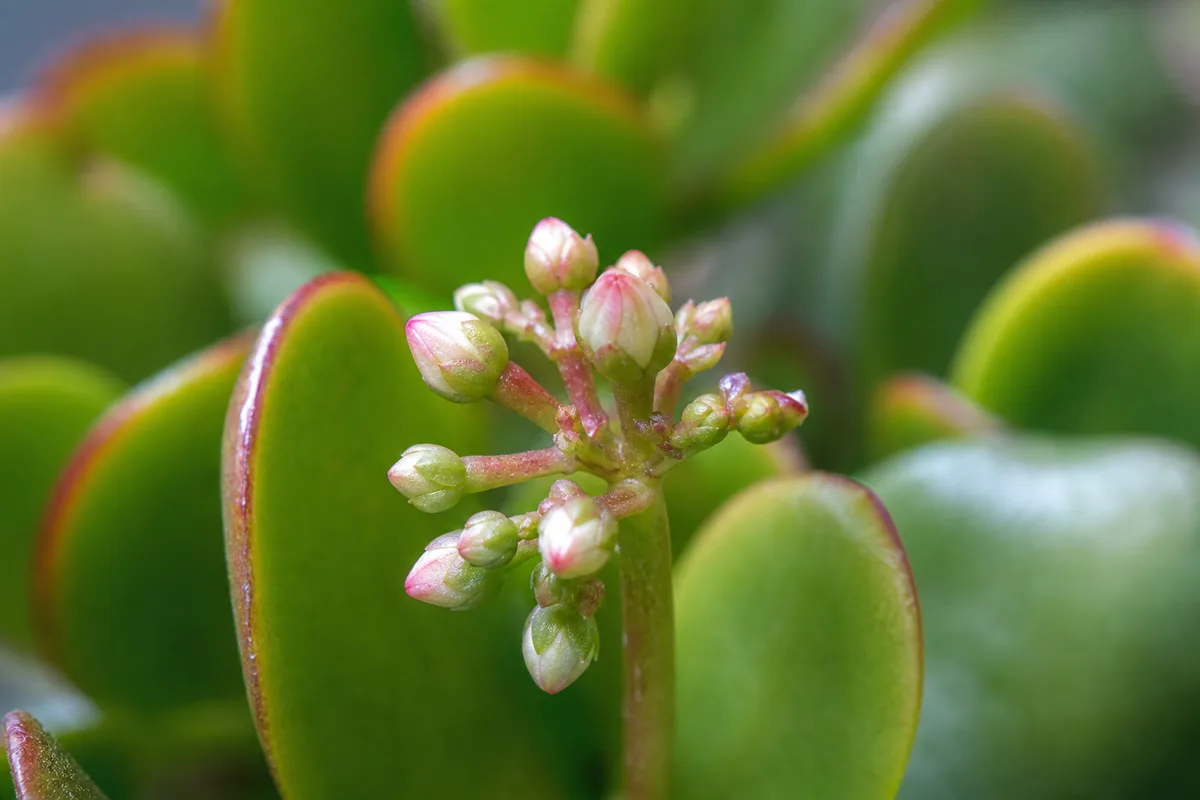 Close-up of Small Flowers on Jade Plant - diagnostic detail