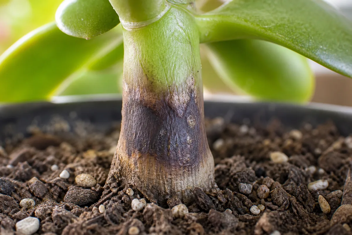 Close-up of Stem Rot on Jade Plant - diagnostic detail