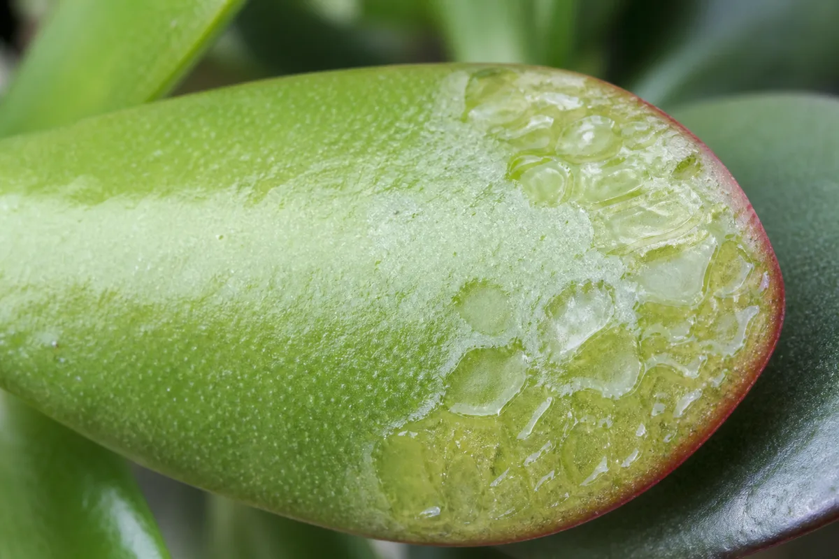 Close-up of Transparent Leaves on Jade Plant - diagnostic detail