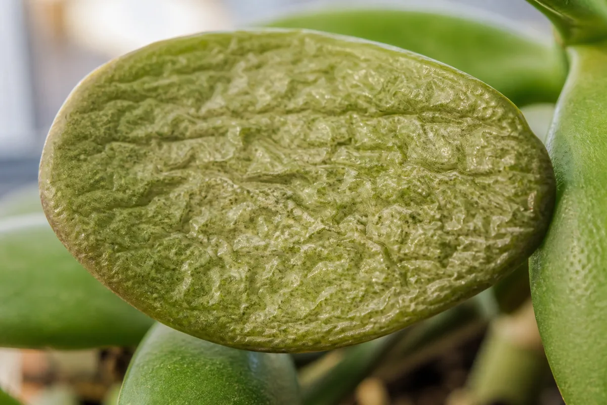 Wrinkled jade leaves from underwatering on dry mix