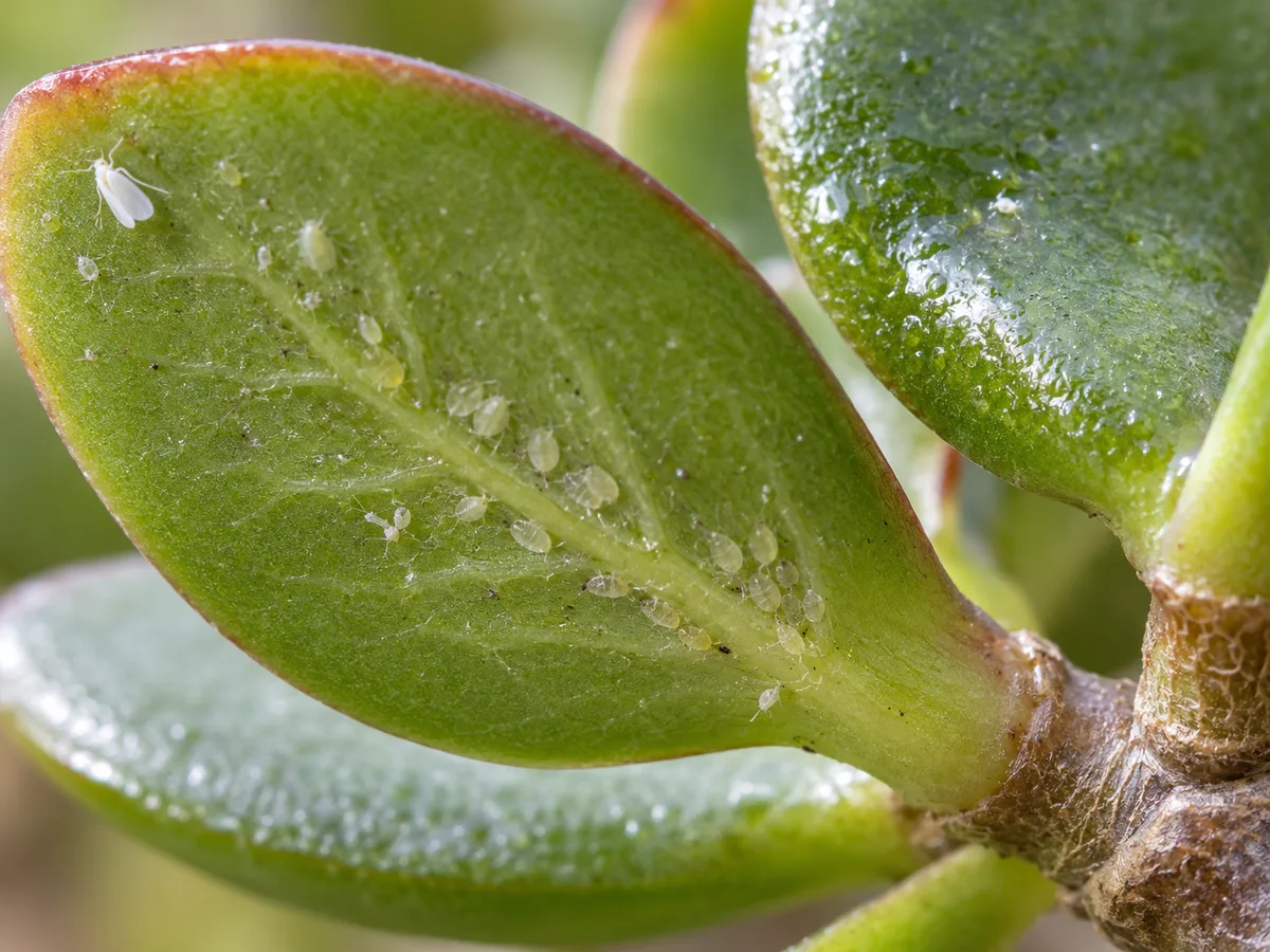 Close-up of whitefly nymphs and sticky residue on Jade Plant