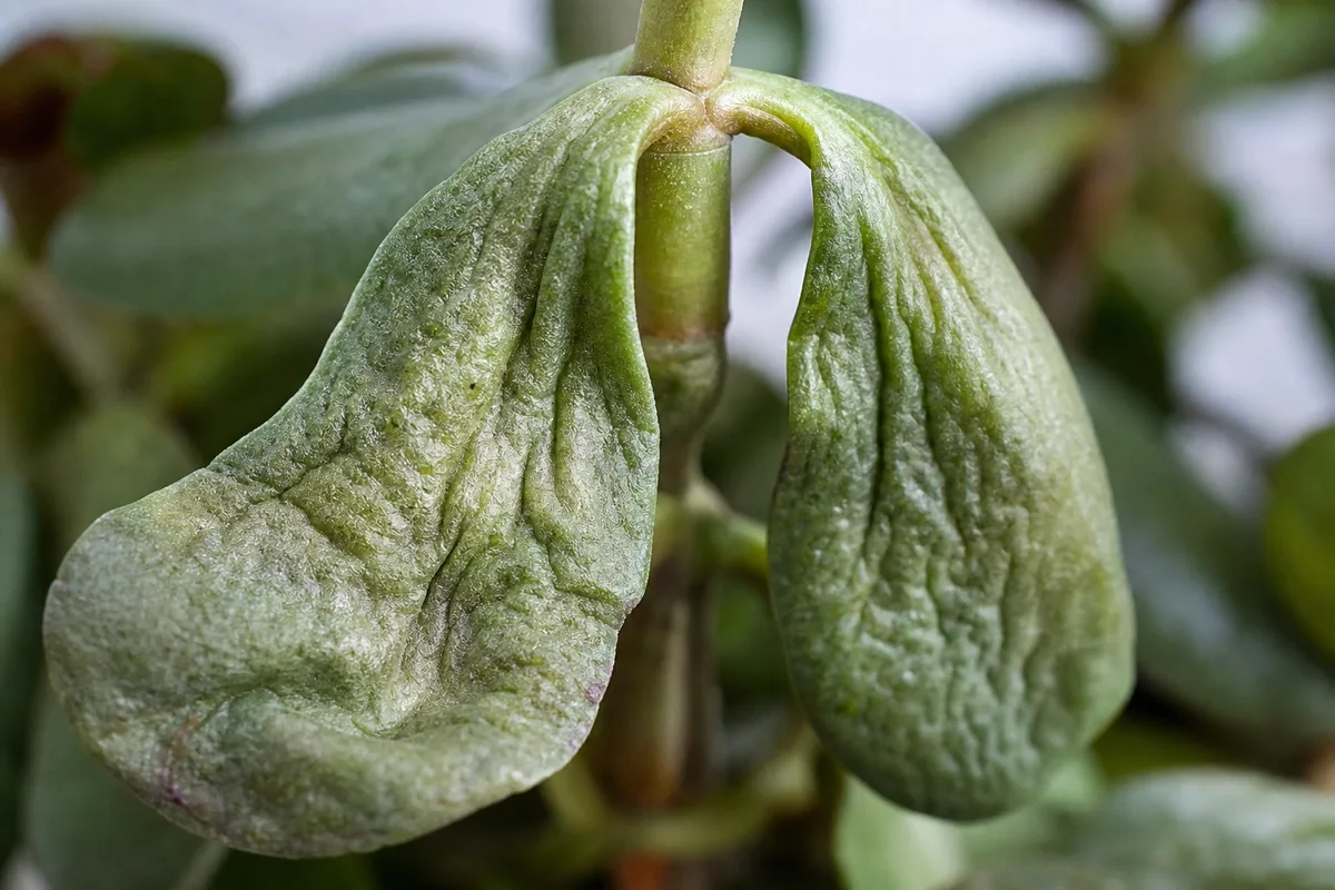 Close-up of Wilting on Jade Plant - diagnostic detail