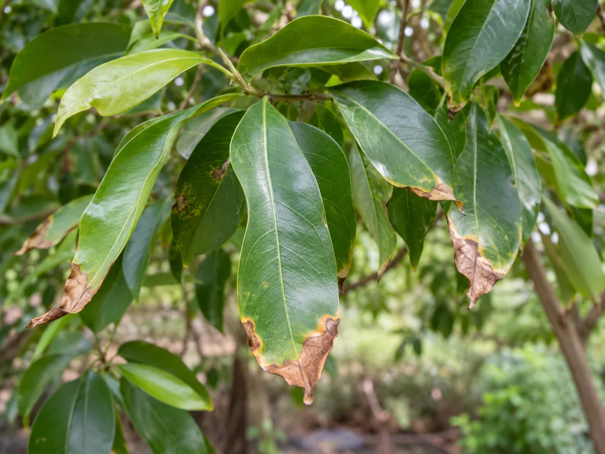 Close-up of brown tips on Jamun leaves showing dry scorched edges