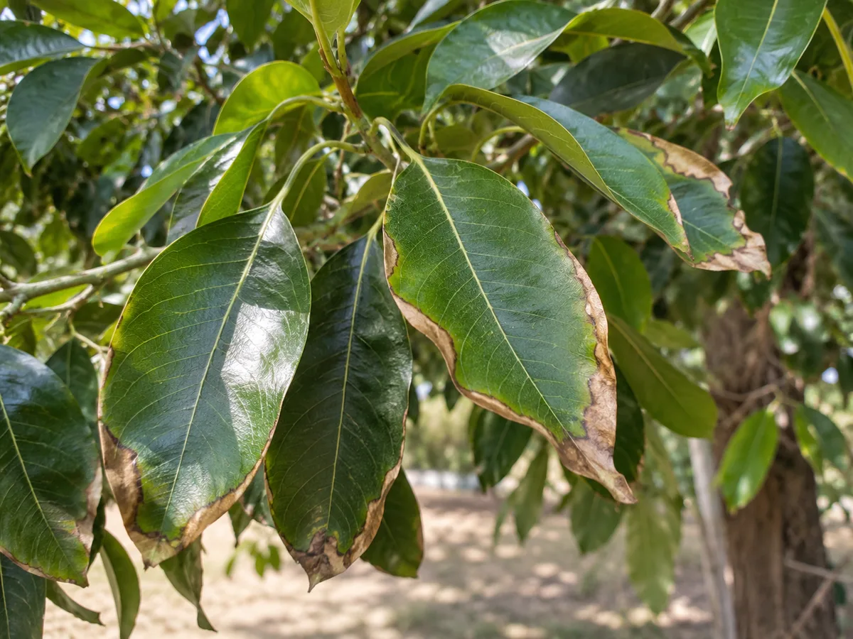 Close-up of Jamun leaves with crisp brown margins from dry air