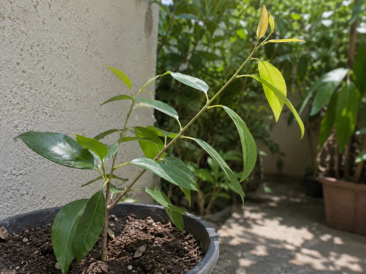 Close-up of pale stretched Jamun shoots with small leaves