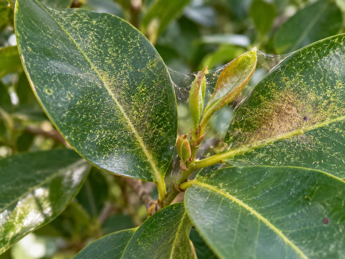 Close-up of spider mite stippling on Jamun leaves - diagnostic detail