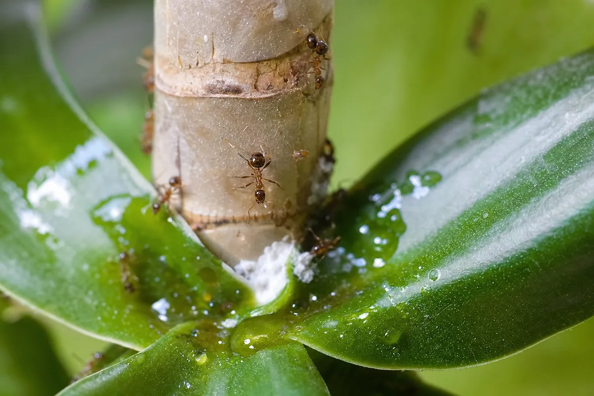 Close-up of Ants on Plant on Janet Craig Dracaena - diagnostic detail