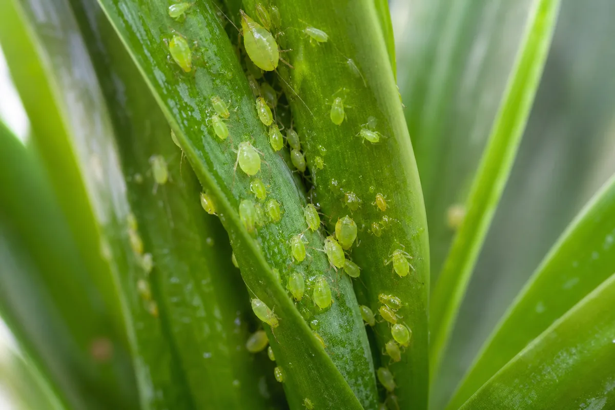 Close-up of Aphids on Janet Craig Dracaena - diagnostic detail