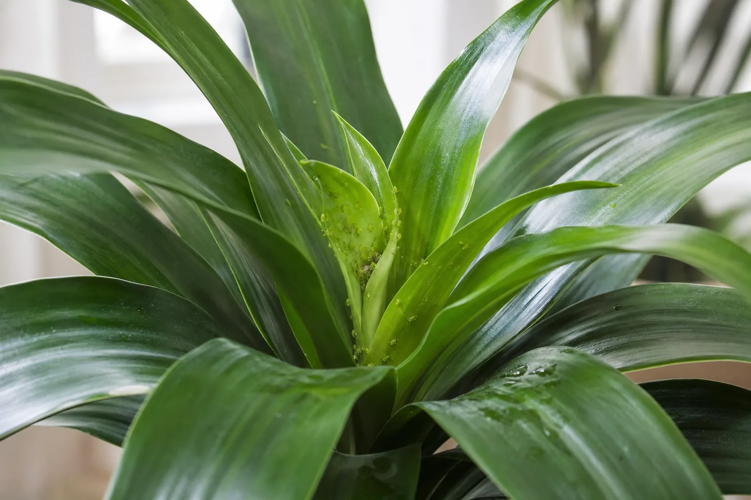 Aphids on Janet Craig Dracaena - visible symptom on the plant