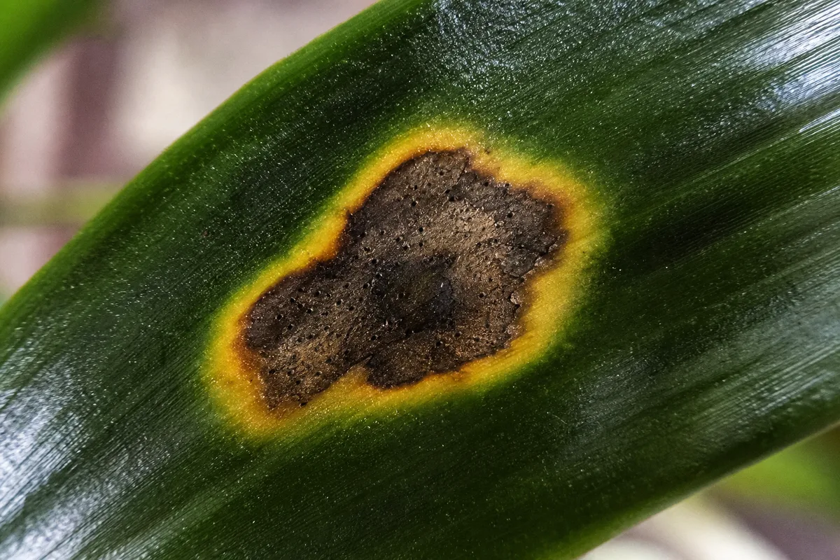 Close-up of Black Spots on Janet Craig Dracaena - diagnostic detail