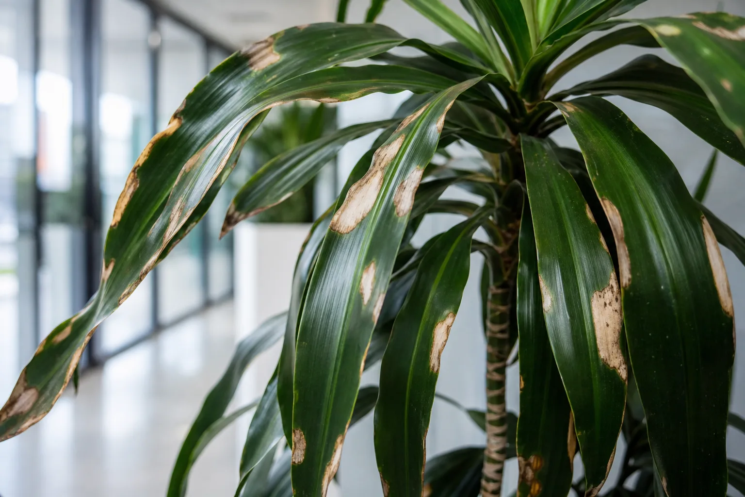 Chemical Damage on Janet Craig Dracaena - visible symptom on the plant