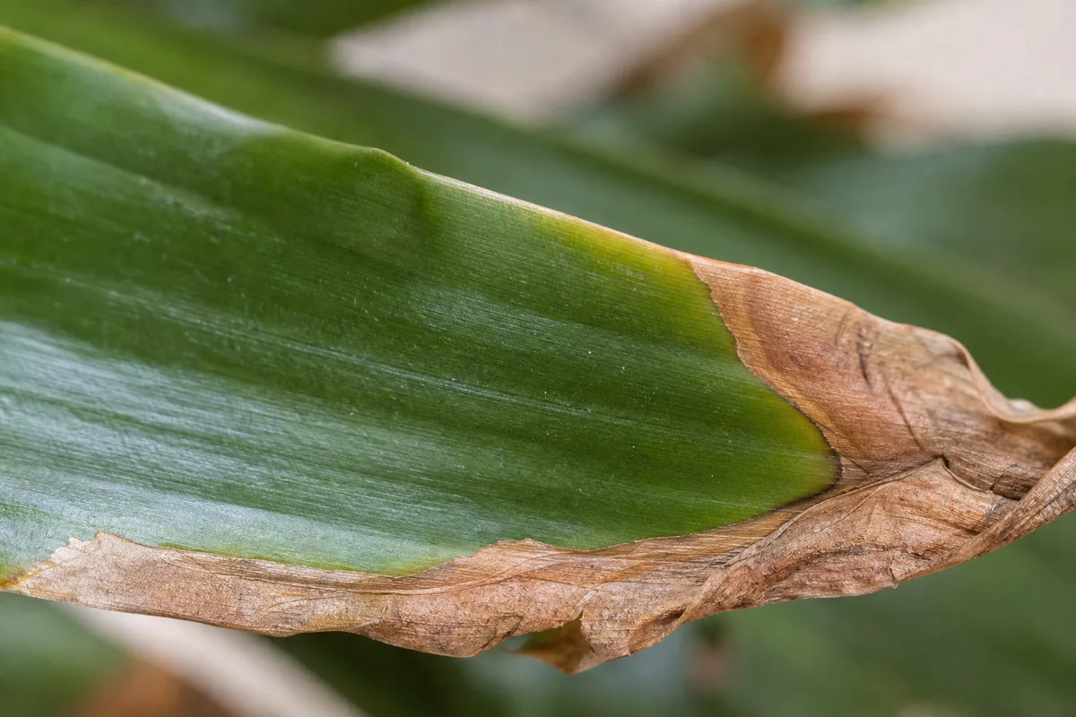 Close-up of Crispy Leaves on Janet Craig Dracaena - diagnostic detail