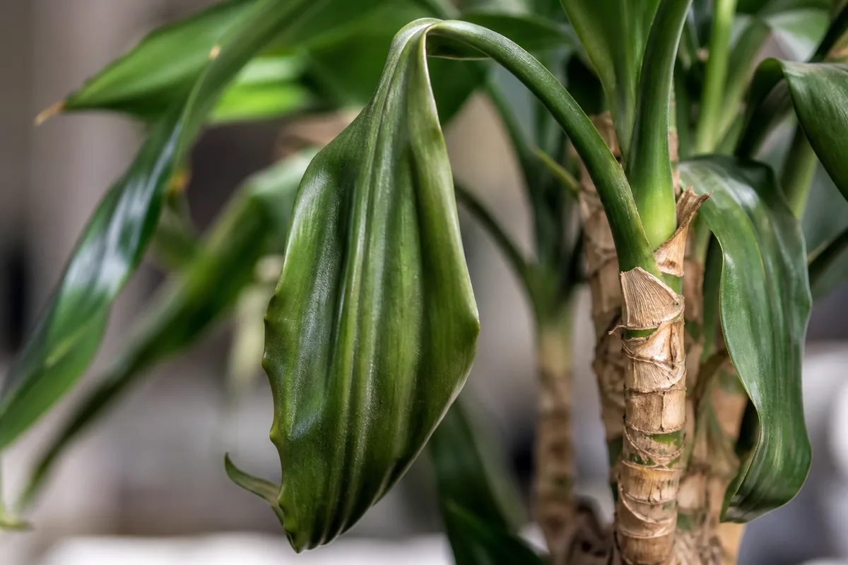 Close-up of Drooping Leaves on Janet Craig Dracaena - diagnostic detail
