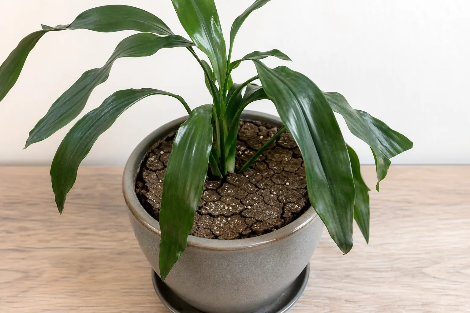 Janet Craig Dracaena showing dry hydrophobic soil