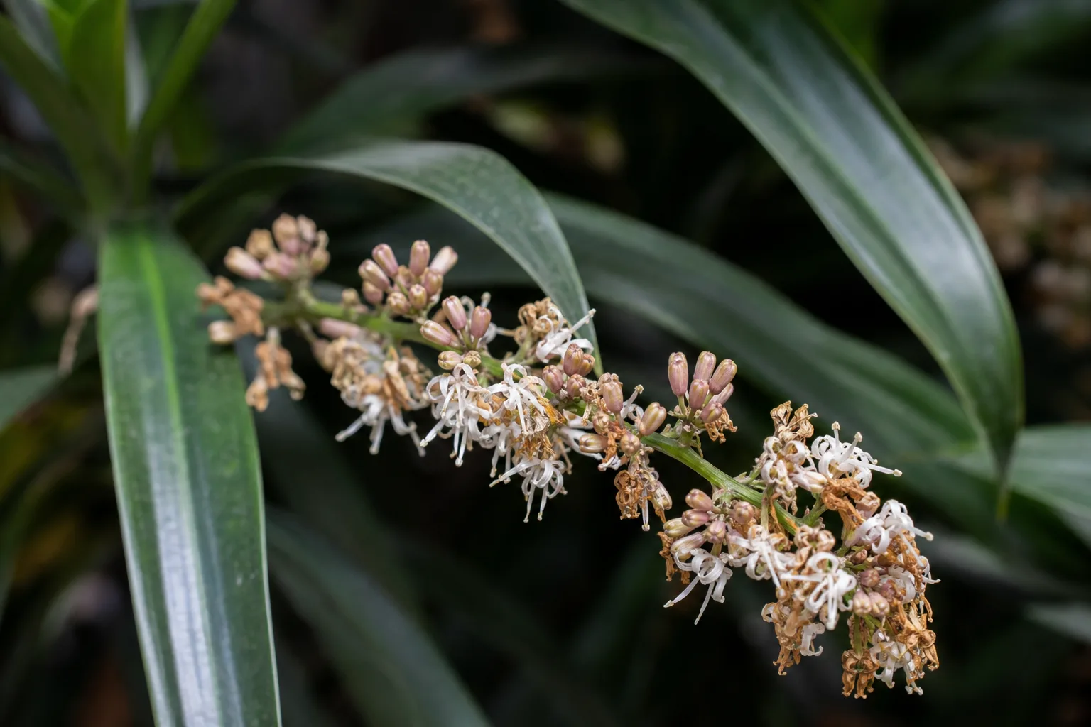 Flowers Turning Brown on Janet Craig Dracaena - visible symptom on the plant