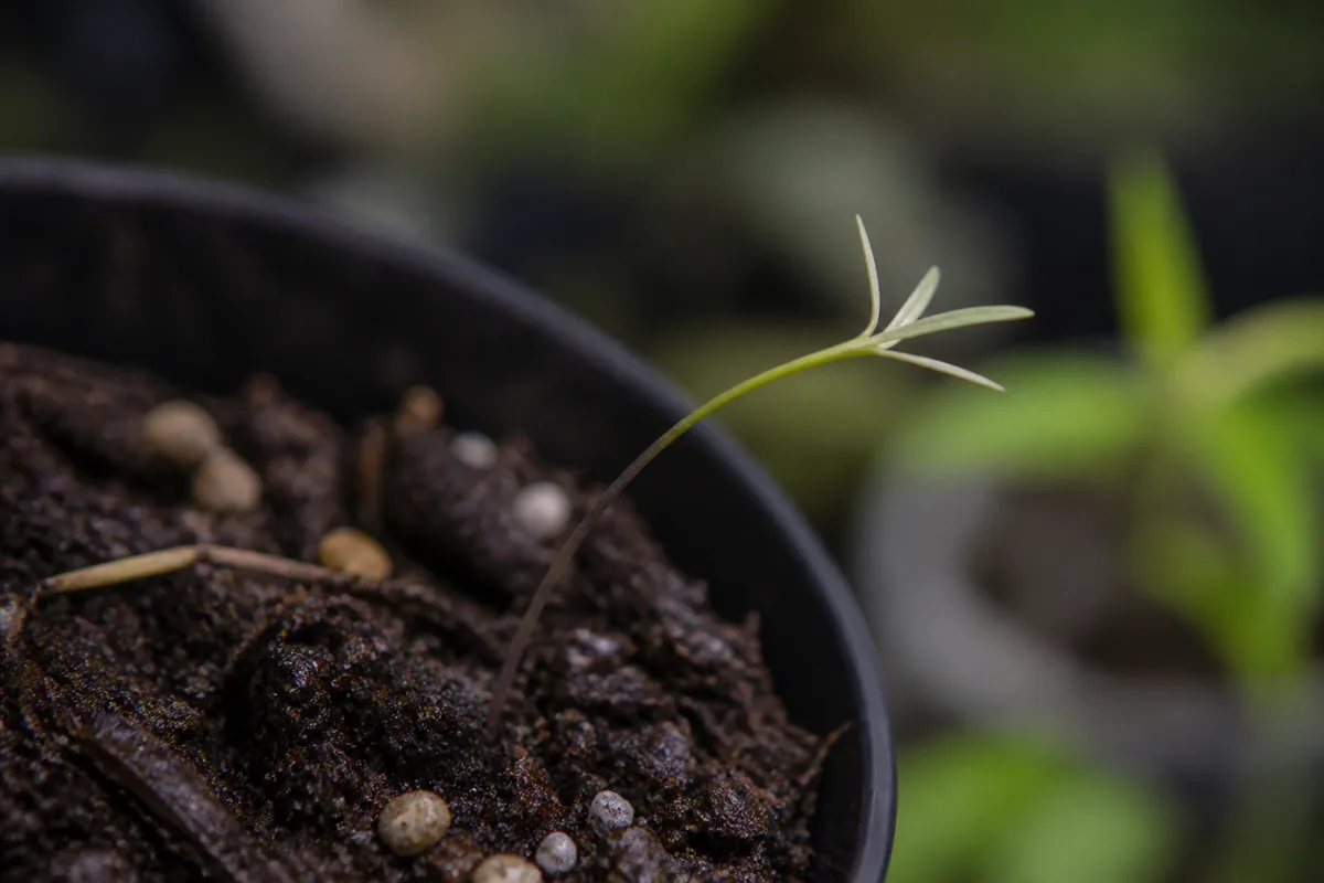 Close-up of Leggy Seedlings on Janet Craig Dracaena - diagnostic detail
