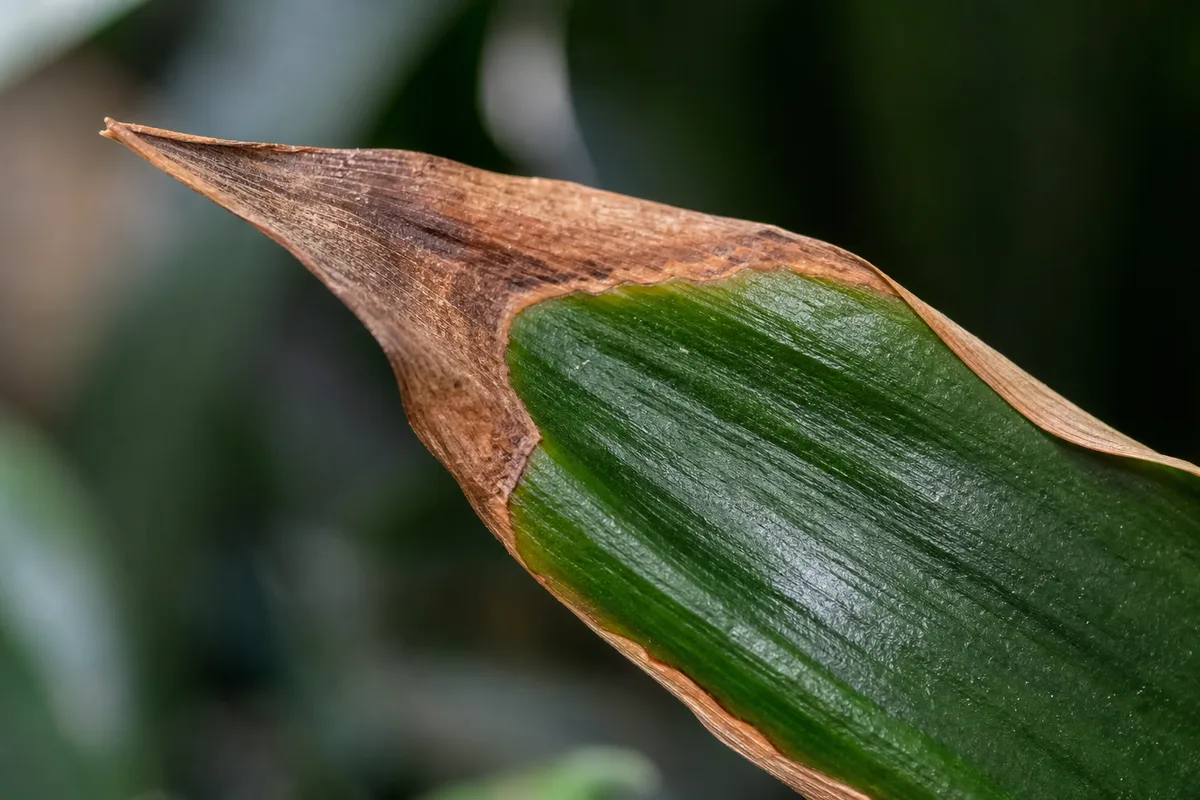 Close-up of dracaena leaf margins turning brown while the center remains green