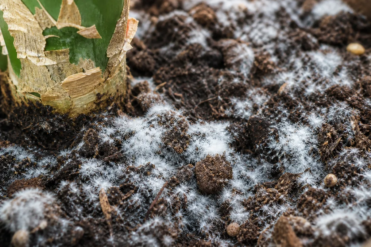 Close-up of Mold on Soil on Janet Craig Dracaena - diagnostic detail