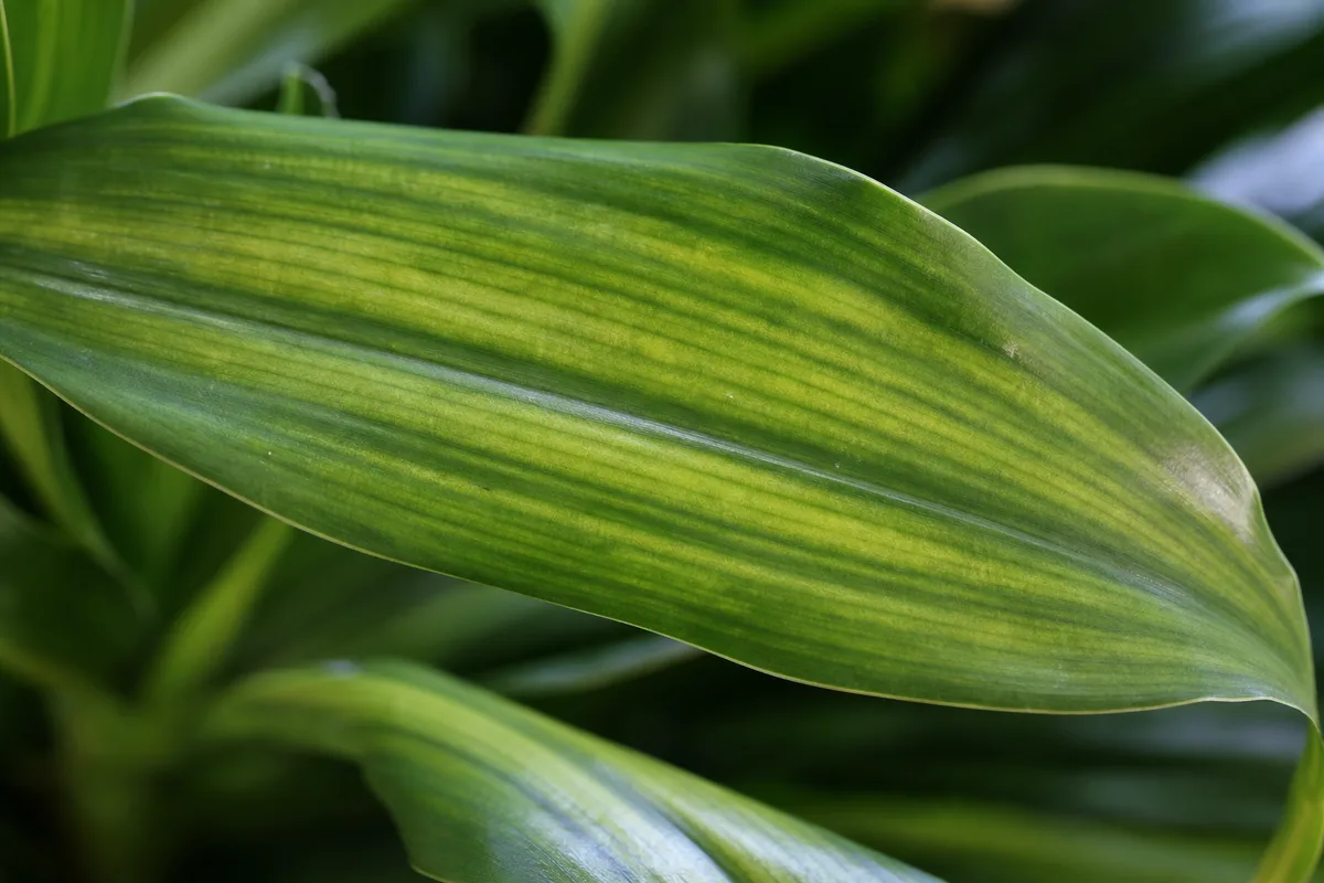 Close-up of Nutrient Lockout on Janet Craig Dracaena - diagnostic detail