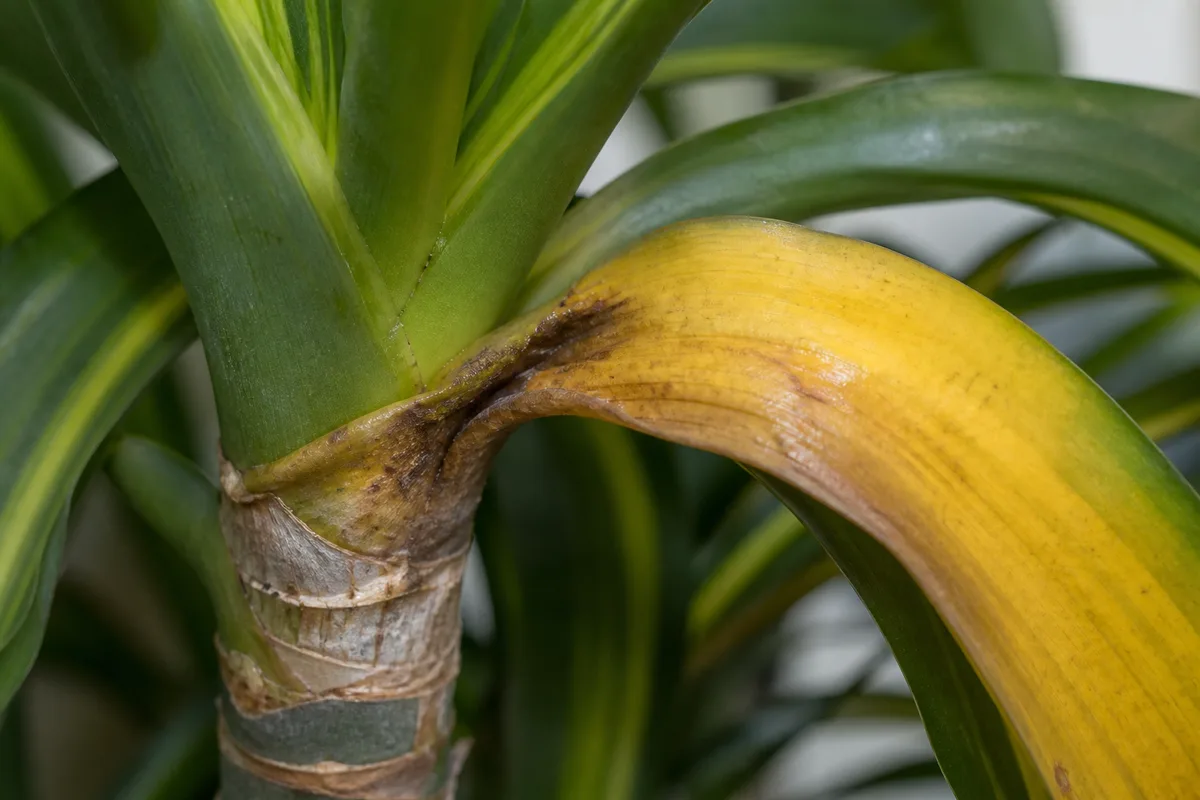 Close-up of Overwatering on Janet Craig Dracaena - diagnostic detail