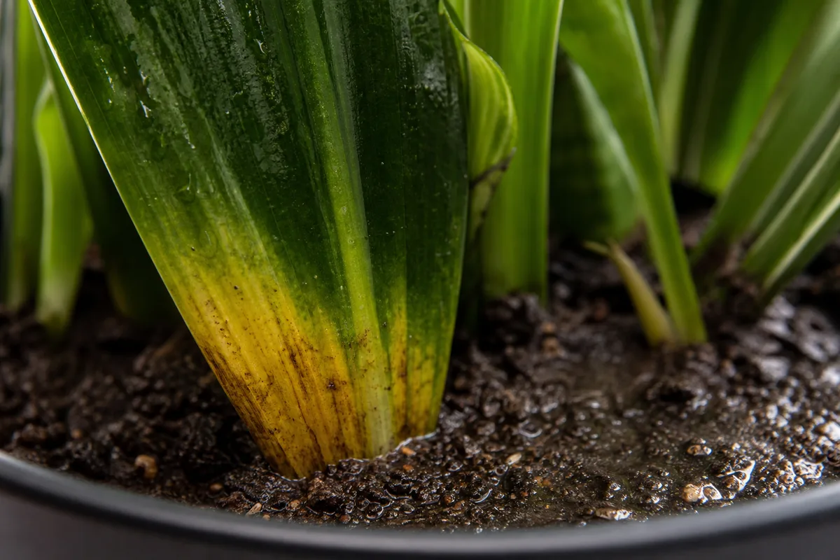 Close-up of Poor Drainage on Janet Craig Dracaena - diagnostic detail